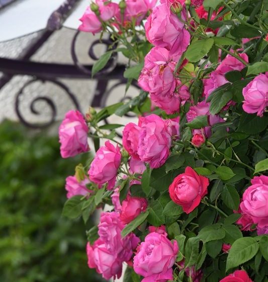 Chédigny village jardin « Jardin Remarquable » et fleur d’or