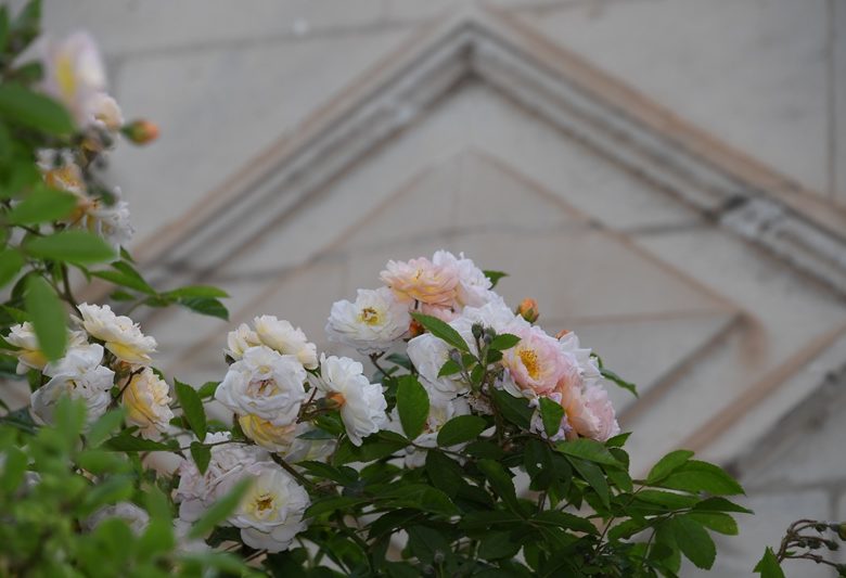 Chédigny village jardin « Jardin Remarquable » et fleur d’or