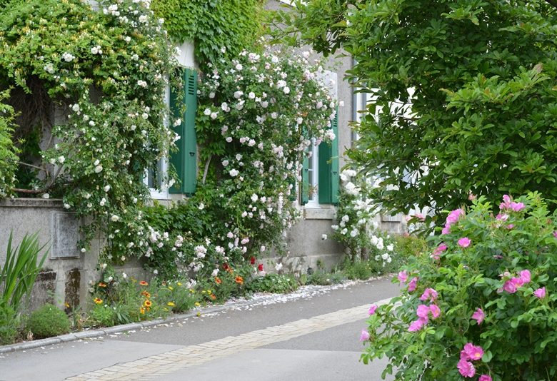 Chédigny village jardin « Jardin Remarquable » et fleur d’or