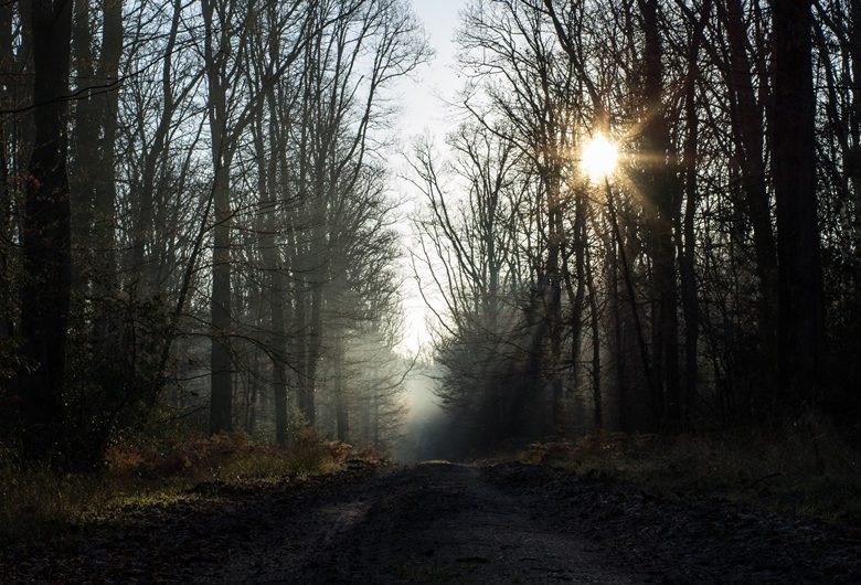 Forêt domaniale de Châteauroux