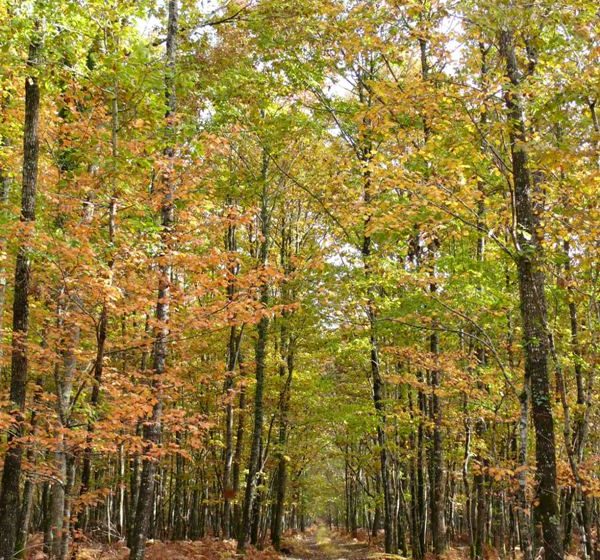 Forêt domaniale de Châteauroux