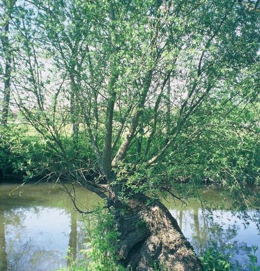 Les prairies de l’Indre