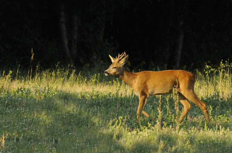 Forêt domaniale de Châteauroux