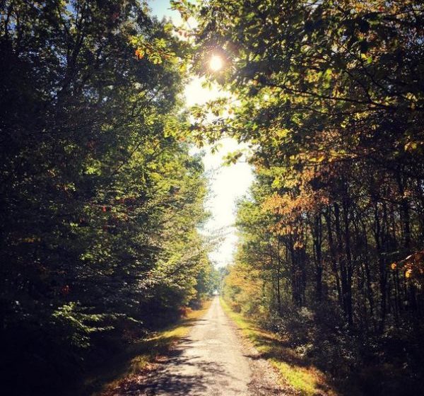 Forêt domaniale de Châteauroux