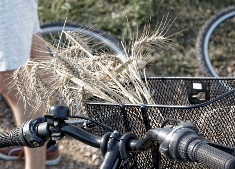 Location de vélos à assistance électrique