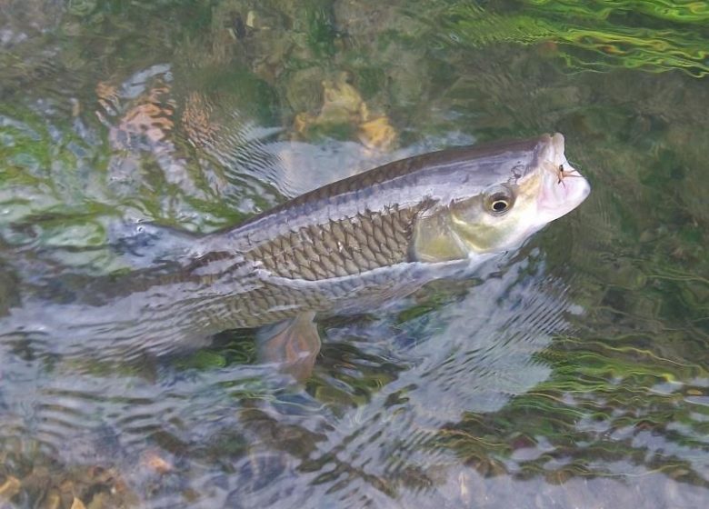 Daniel Souchet Moniteur guide de pêche