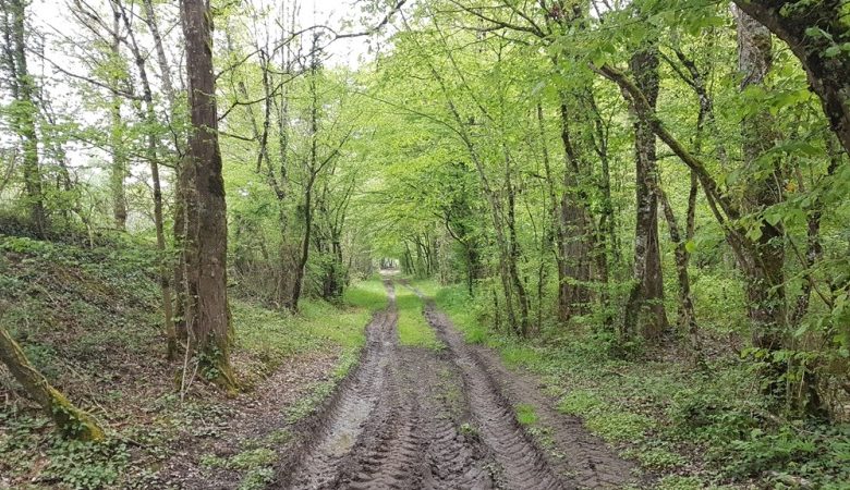 Mon coin de forêt